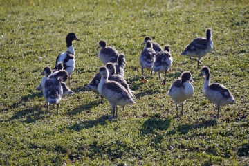 Ducklings